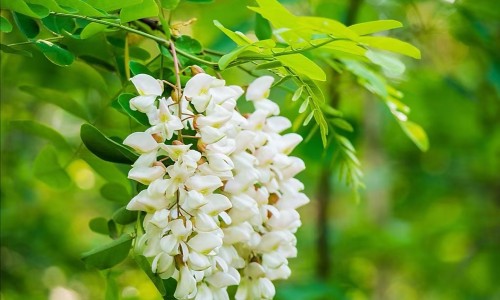 妙思乐膏和霜哪个好-妙思乐成分安全吗、妙思乐膏和霜哪个好 -妙思乐营养修护冷霜网