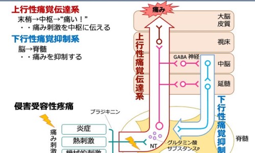 妙思乐膏和霜哪个好-妙思乐成分安全吗、妙思乐膏和霜哪个好 -妙思乐营养修护冷霜网